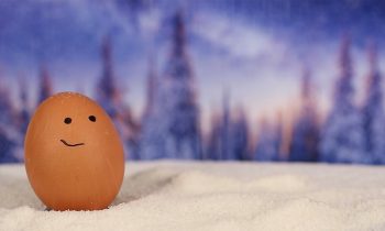 The Ultimate Guide To Eggs